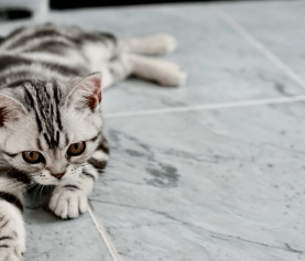 How to Make Your Grout Look Brand New